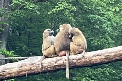 IMG_2545-2-scaled